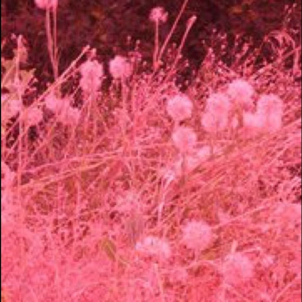 Meet your Posher, Lindsay